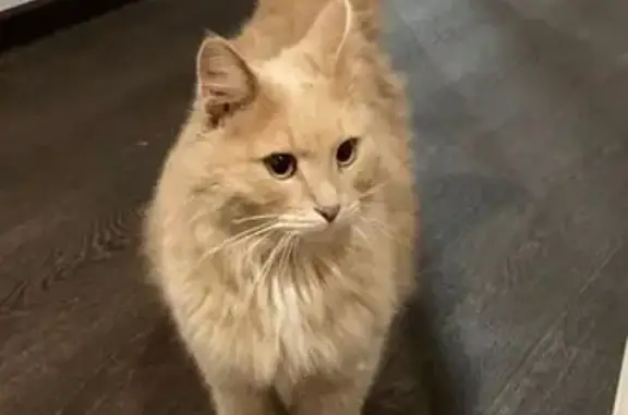 Найдена кошка, , фото: Кошка найдена: Красноармейская 10, Дзержинск