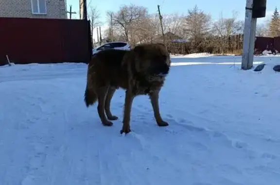 Найдена собака, Чита, фото: Собака найдена: Уральская ул., 18, Чита