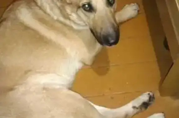 Пропала собака, Сенгилеевский пер., 7