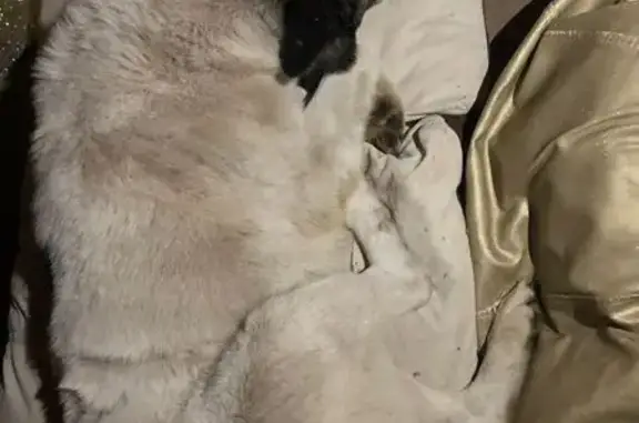 Найдена собака, Сухая балка, фото: Собака найдена: Цветочная ул., Сухая Балка