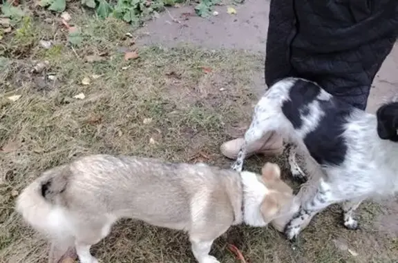 Найдена собака, Курск, фото: Собака найдена: Союзная ул., 16А, Курск