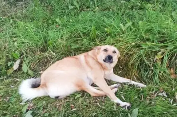 Пропала собака в Плоском, Калужская обл.