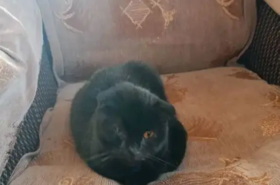 Найденные животные Ржев, фото: Найдена кошка на ул. Телешева, 16, Ржев