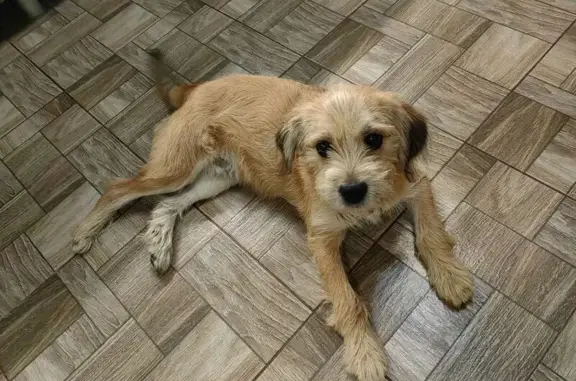 Найдена собака, , фото: Собака найдена, Абрау-Дюрсо, Краснодарский край