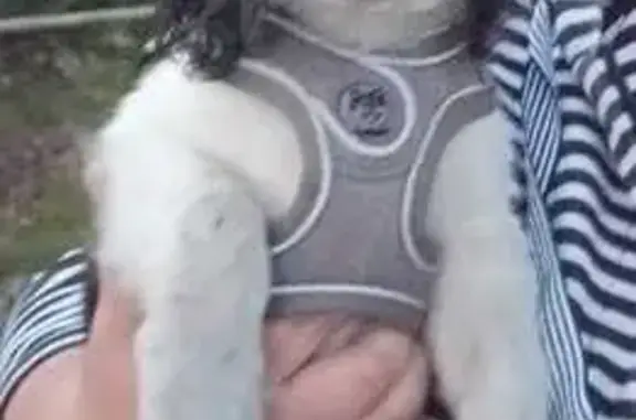 Пропала собака, Коммунистическая 17, Тольятти