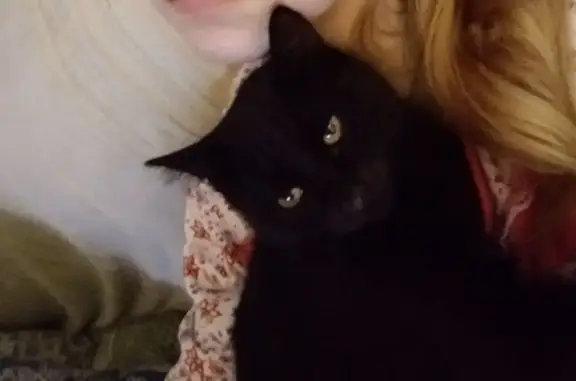 Пропала кошка Фома, Красноармейск