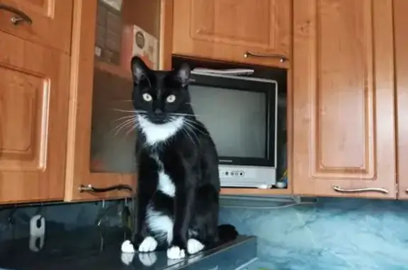 Пропала кошка, ул. Корзуна, СПб