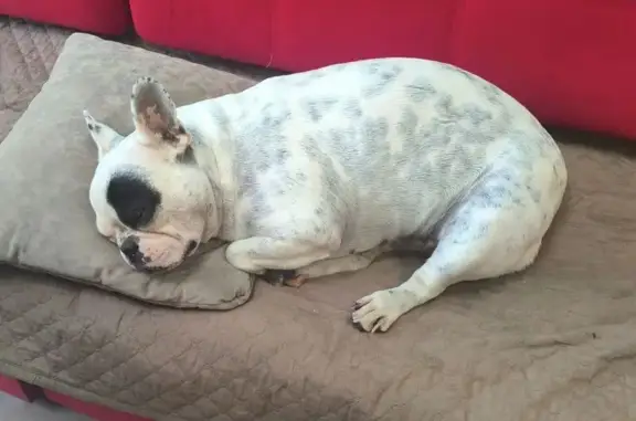 Пропала собака, Интернациональная 47