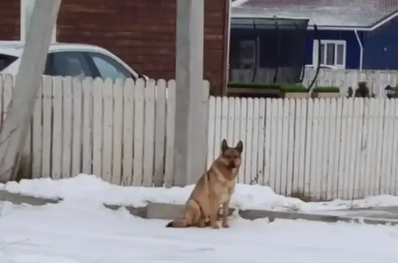 Найдена собака, Емельяново, фото: Найдена собака, Акварели, Емельяново