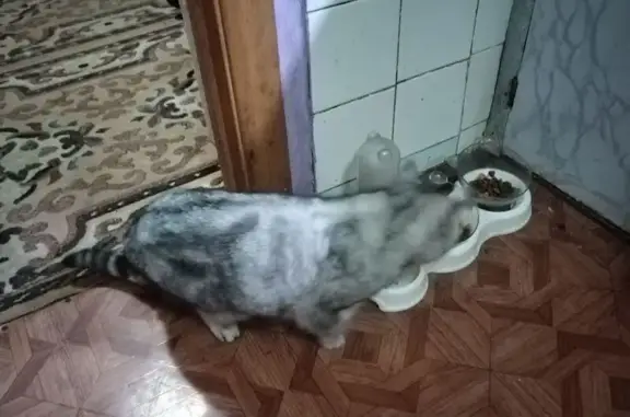 Найдена кошка, Кострома, фото: Кошка найдена: ул. Г. Димитрова, 41, Кострома