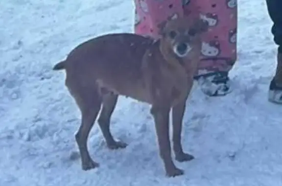 Пропала собака, Артёмовский, Свердловск