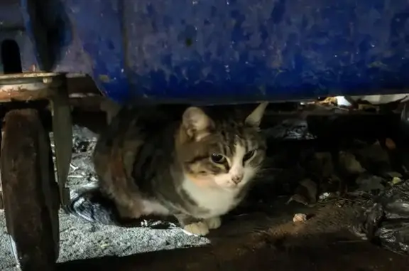 Кошка найдена: пр. Ленина 97, Тула