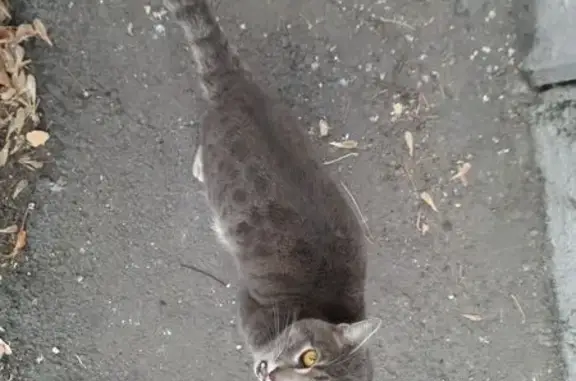 Найдена кошка, Красноярск, фото: Кошка в подвале, Свердловская, Красноярск