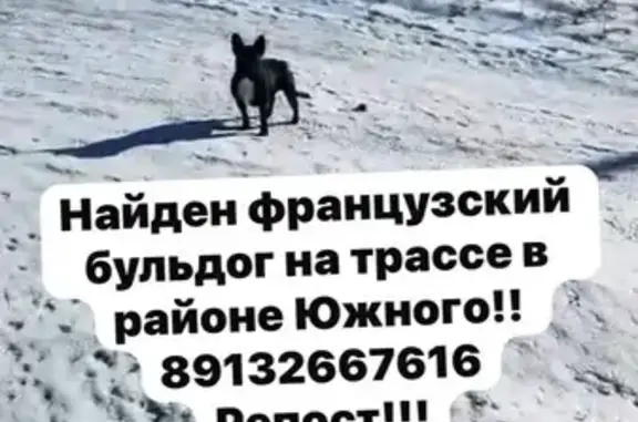 Найдена собака, Алтайский край, фото: Собака найдена на Змеиногорском тракте