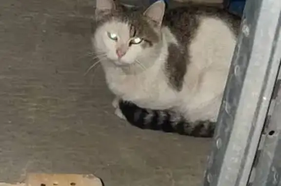 Найдена кошка, Санкт-Петербург, фото: Кошка найдена: Октябрьская наб., 104 к46