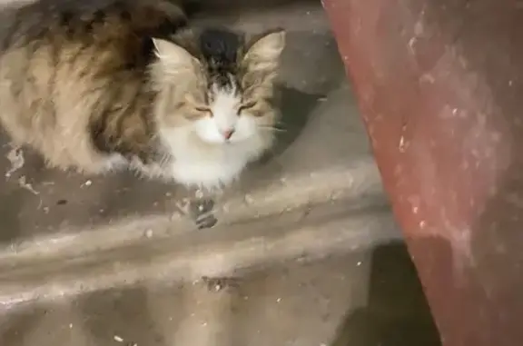 Найдена кошка, Ульяновск, фото: Кошка найдена: Терешковой, 3, Ульяновск