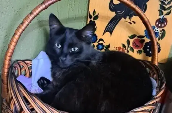 Пропала кошка, ЖК Казансу, Комсомольская 1