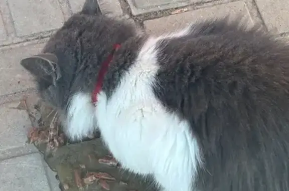 Найдена кошка, Медведево, фото: Кошка найдена у магазина, Терешкова 19