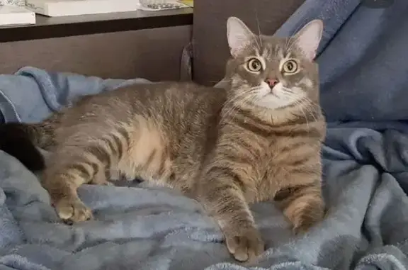 Пропала кошка, ул. Хрусталёва, 137