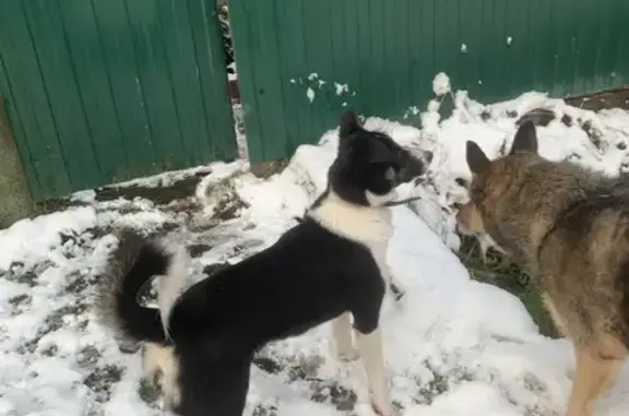 Найдена собака, Ульяновка, фото: Собака найдена: Налимовский тупик, Ульяновка