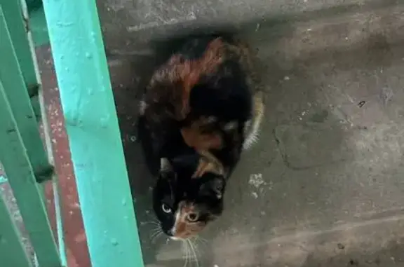 Красивая кошка найдена в Химках, МО