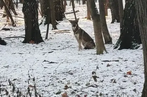 Найдена собака, Москва, фото: Собака у Кусково, ул. Юности, Москва