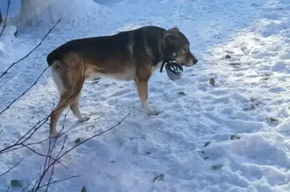 Найдена собака, Томская область, фото: Собака найдена: Томск, Томская область