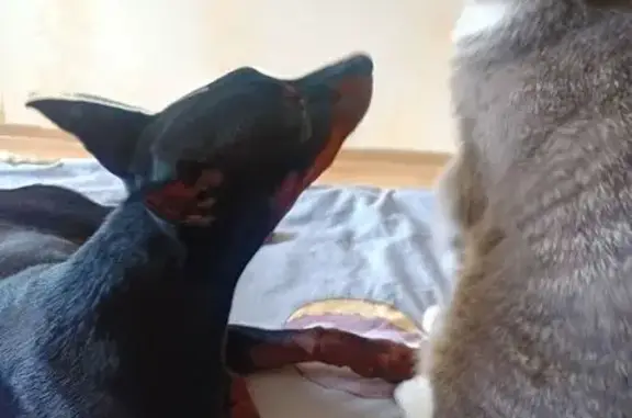 Пропала собака, Нагорная ул. 21, Стрельна