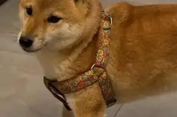 Собаки потеряшки, , фото: Потеряшка собака, Спас-Каменка, 22