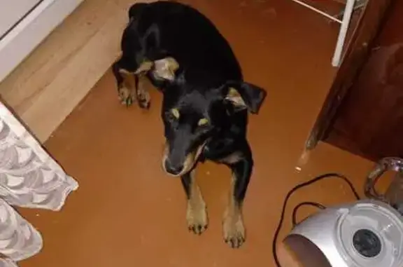 Собака найдена: Дворцовая пл., СПб