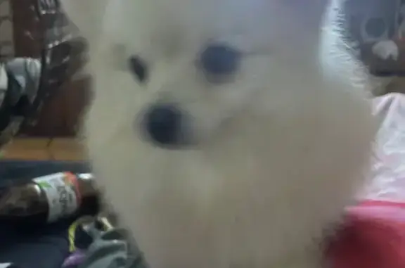 Пропал шпиц, Ангарская 23, Томск