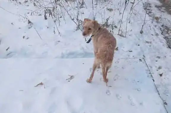 Собака найдена: Алтайская ул., Томск