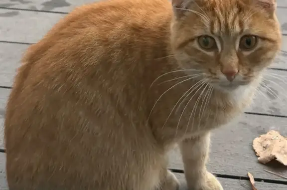 Пропала рыжая кошка, Ямашева 73, Казань