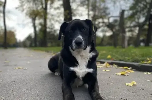 Пропал пёс Пират на Шолохова, 268, Ростов-на-Дону