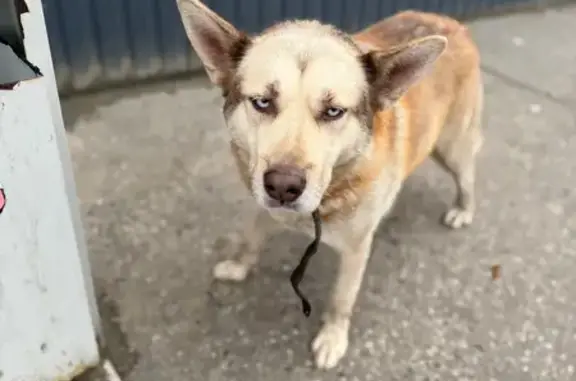 Найдена собака, , фото: Собака найдена: ул. Воронова, 1А, Пенза