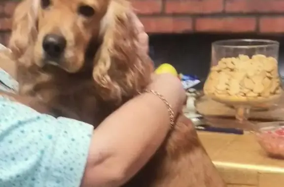 Пропала собака, Алычовая ул. 22, Водопадный