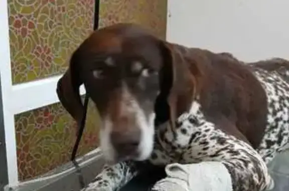 Найдена собака, , фото: Собака найдена в Багерово, Крым