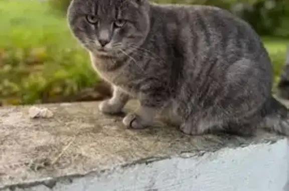 Кошка найдена на Зарайской ул., Калининград