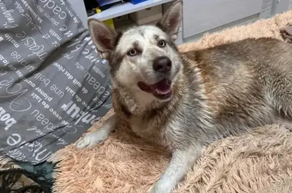 Найдена собака, , фото: Найдена собака, Окружная ул. 3, Пенза