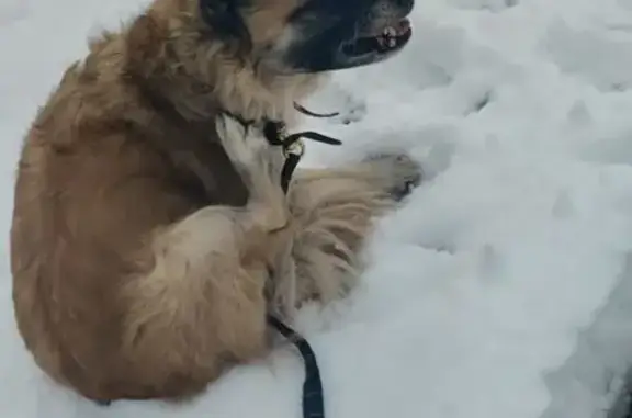 Пропала собака, Заречная ул., Яхрома