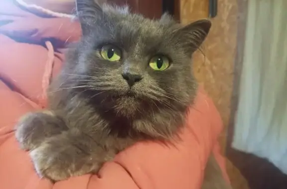 Найдена кошка, Борисоглебск, фото: Кошка найдена у МФЦ, Народная ул., Борисоглебск