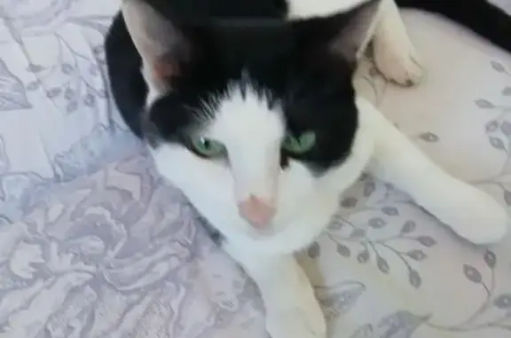 Найдена кошка, Москва, фото: Кошка найдена: Загорьевский пр., 9/12, Москва