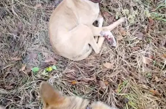 Найдена собака, Белгородская область, фото: Найдена собака у заправки, Валуйки