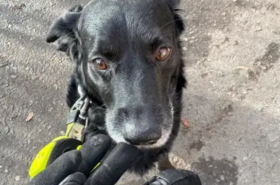 Найдена собака, Саранск, фото: Собака найдена у Пятёрочки, Расковой 16Б