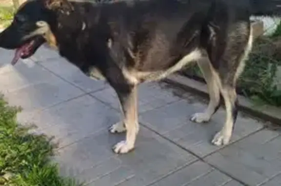 Собаки потеряшки, Московская область, фото: Потеряшка собака Ева, Кубинка-10