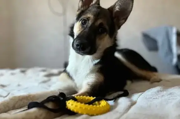 Пропала собака, ул. Дзержинского, 9, Ухта