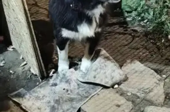 Пропала собака, Родниковая ул., Курган