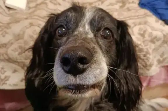 Пропала собака, Олимпийский пр., 12