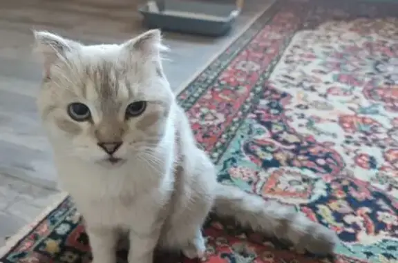 Найдена кошка, Брянск, фото: Кошка найдена, Фабричная ул., Брянск