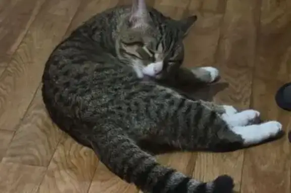 Кошка найдена, Перекопская 8 к1, НН